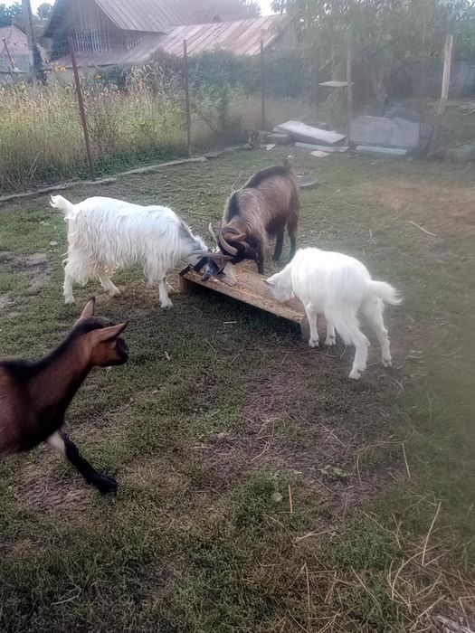 Capre și ieduțe . Caprele încă se mulg