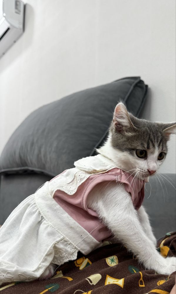 Котик отдам в добрые руки