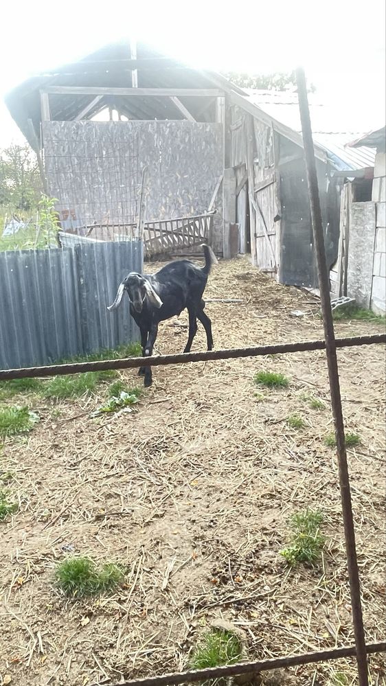 Țap de vânzare sau schimb cu alt Țap