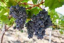 Struguri pentru vin
