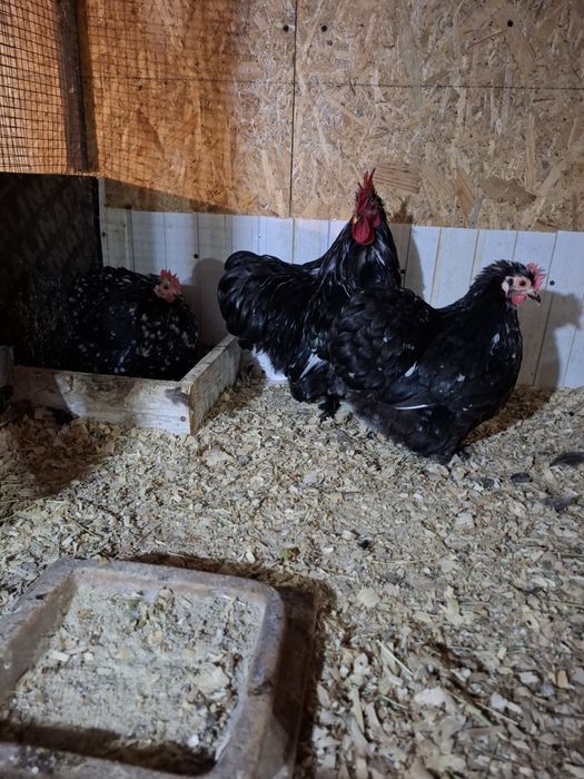 Găini cochinchina pitic negru bobat