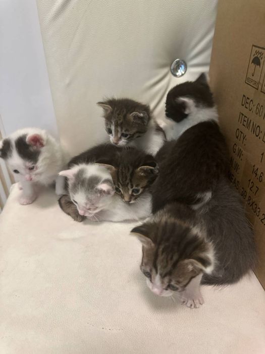 Mushuk bolalari xadiyaga