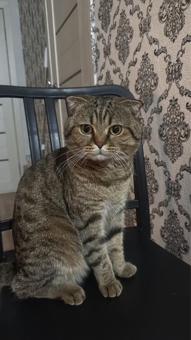 Ищем кошечку для вязки