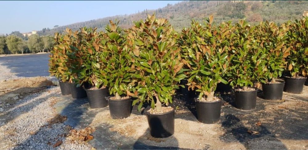 Buxus globular magnolie grandiflora