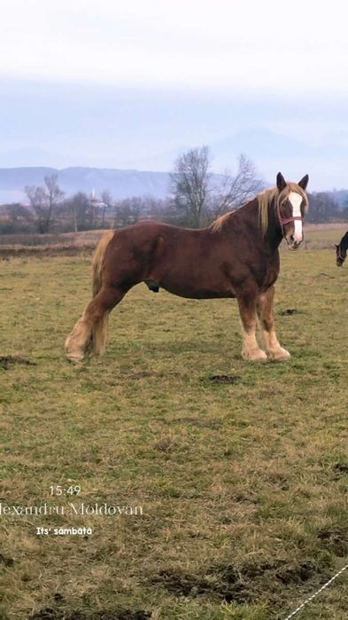 Vând sau schimb cal