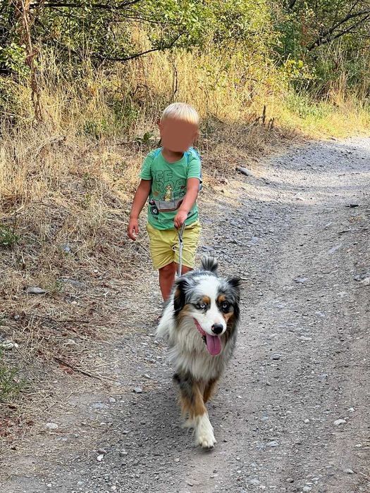 Красив австралийски овчар – мъжки, роден на 01.05.2023, търси нов дом
