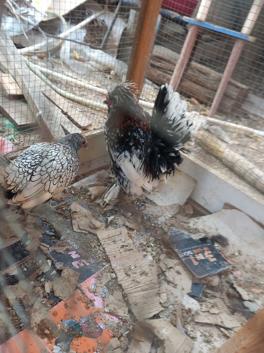 Хуроз ва товук.сотилади.