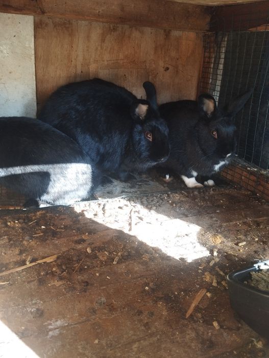 Quyonlar sotiladi urgʻochi tayyor 150 ming dan semiz chiroyli