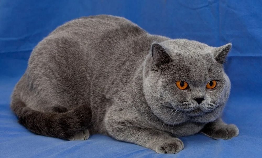 Продаётся кот Британец