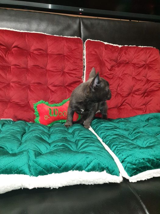 Bulldog francez blue mascul