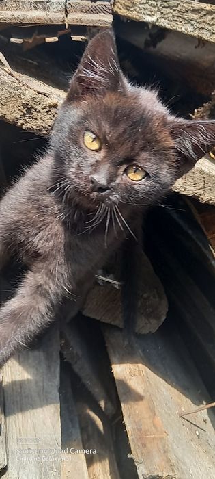 Котята 2 кошечка
