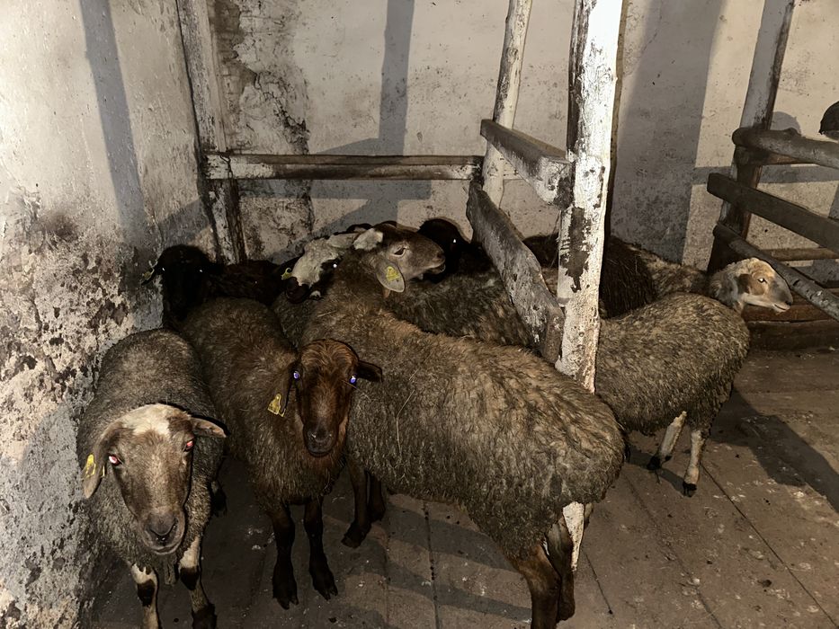 Продам 2 барана,3 токтушек