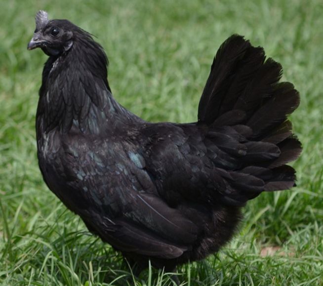 Uxayler ayam semani