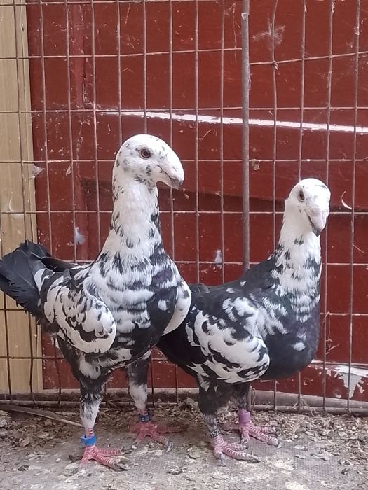 10 germani la ofertă