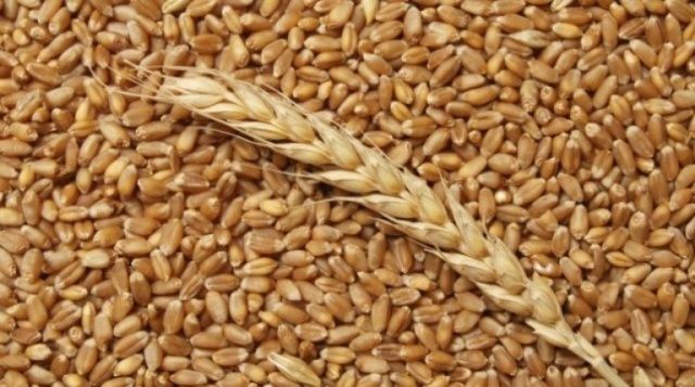 Продаю пшеницу оптом в мешках