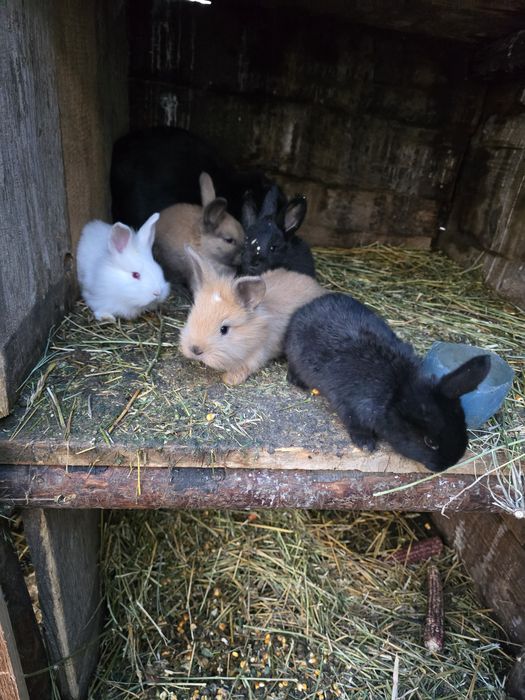 Vand iepuri  diferite mărimi