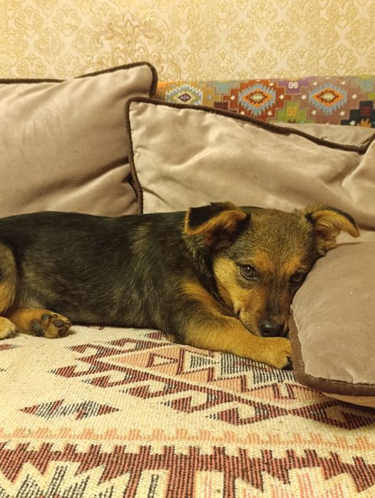 Щенок девочка в добрые руки