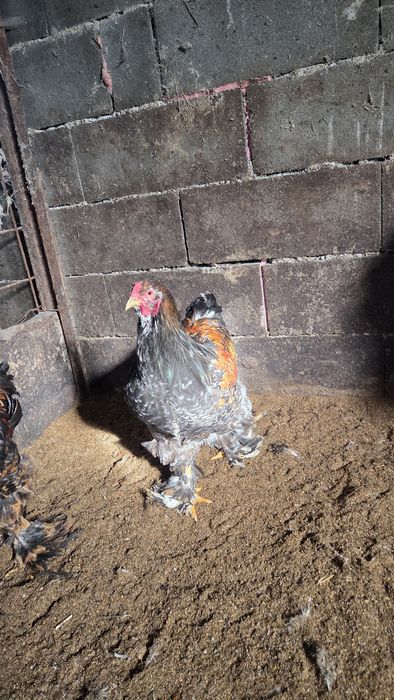 Vand, sau schimb Cocoși Brahma de 5 luni