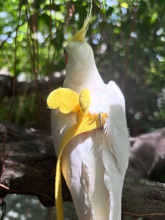 Totilar uchun шлейка la kegan