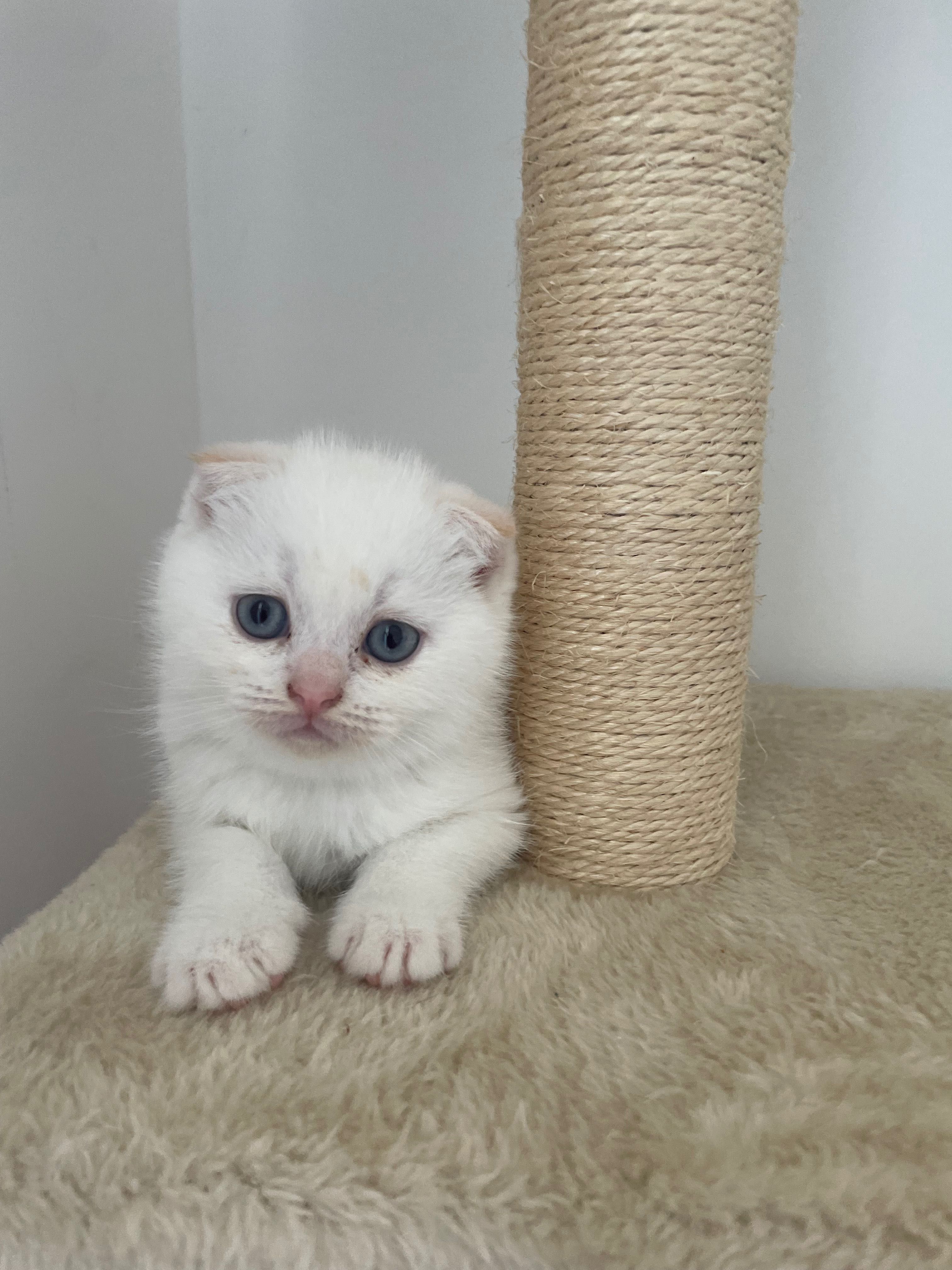 Шотландски клепоухи котенца
