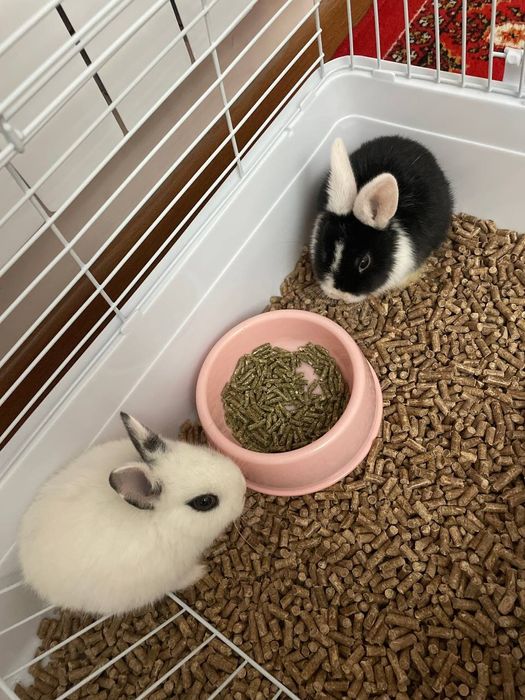 Quyonla sotiladi karlik porodasi