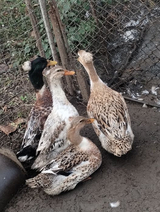 Păsări de vânzare- rațe românești cu moț