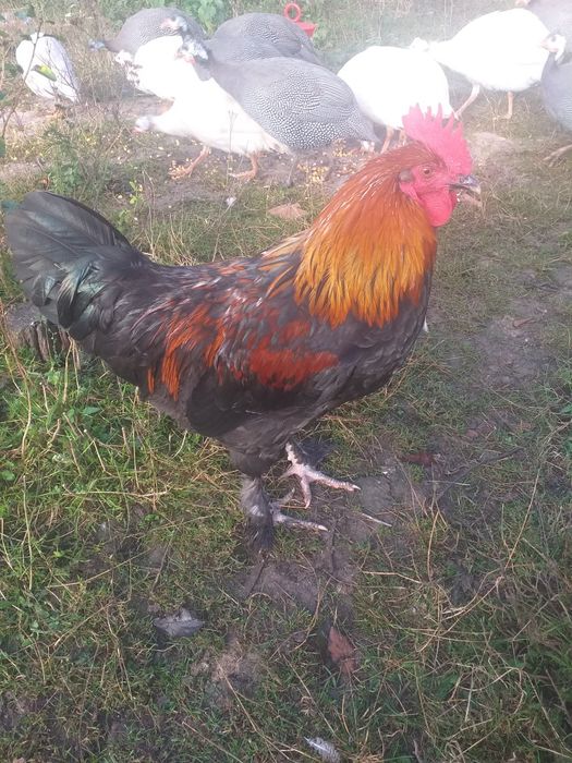 Vând cocos Marans și Australorp