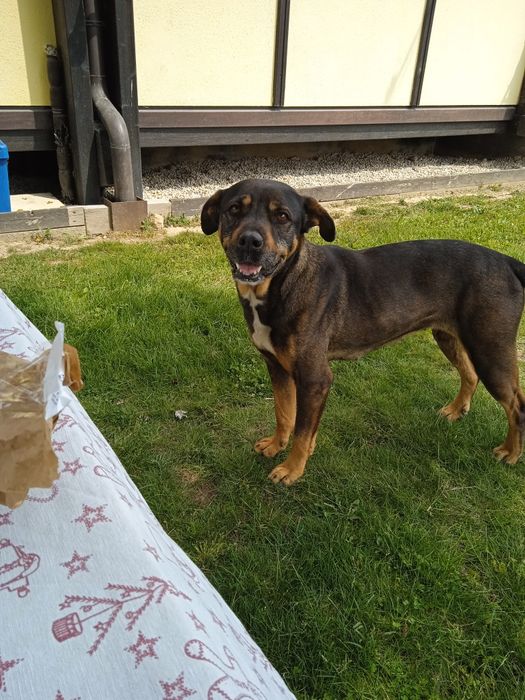 Donez cățea  de paza