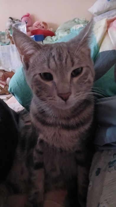 Котенок бесплатно мальчики