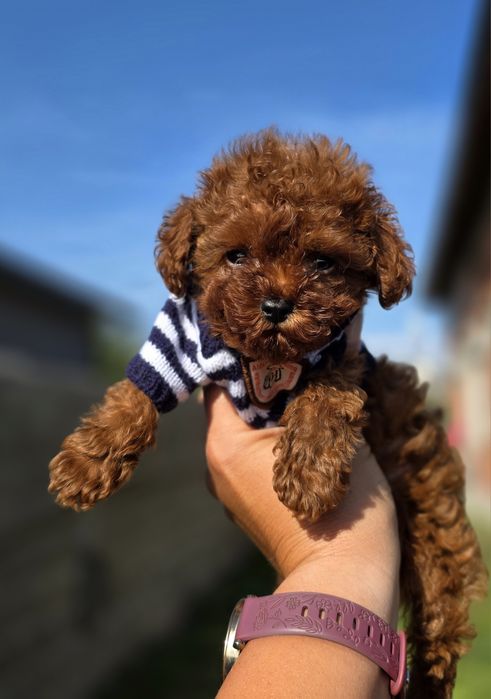 Резервиран !Тийкъп момче/ Tea cup/ с документ за произход