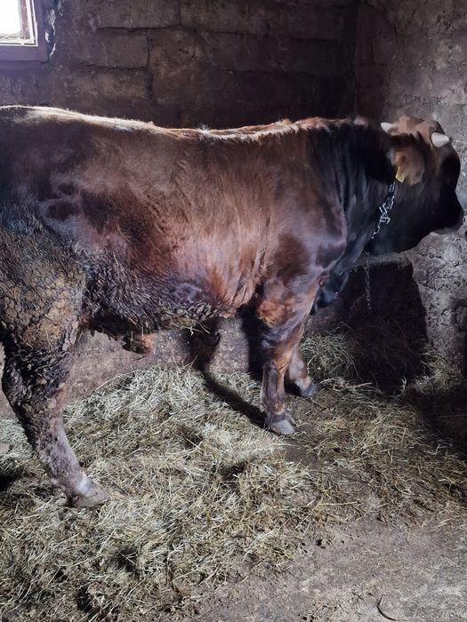 Vand 2 tauri si o vitea