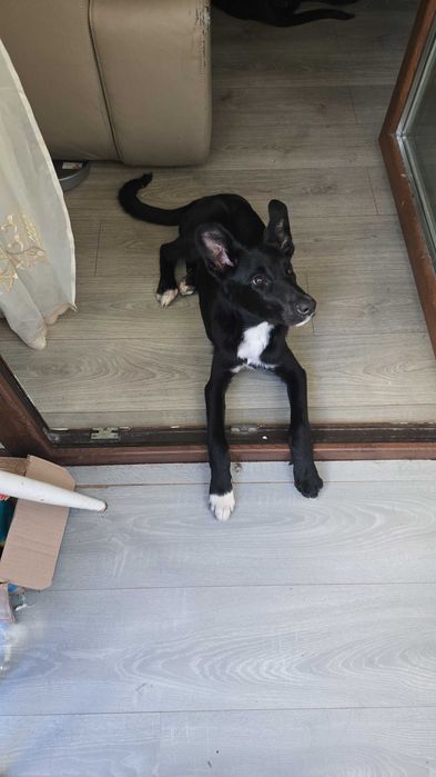 Catel cuminte, pentru adoptie