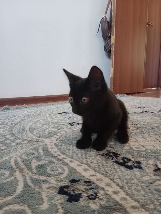 Отдам хорошого руки