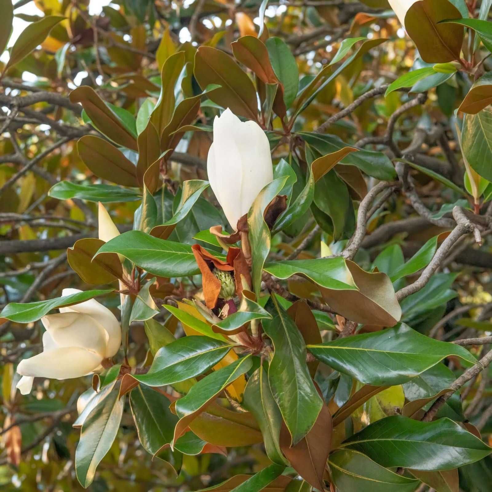 Magnolia Grandiflora – Frunză verde tot anul, flori parfumate