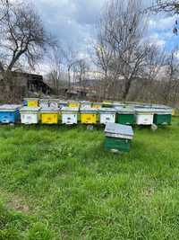 Vand 45 de familii de albine