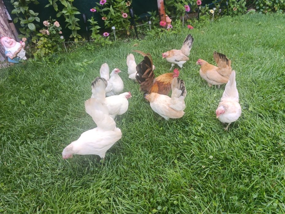 Декоративни Кокошки.