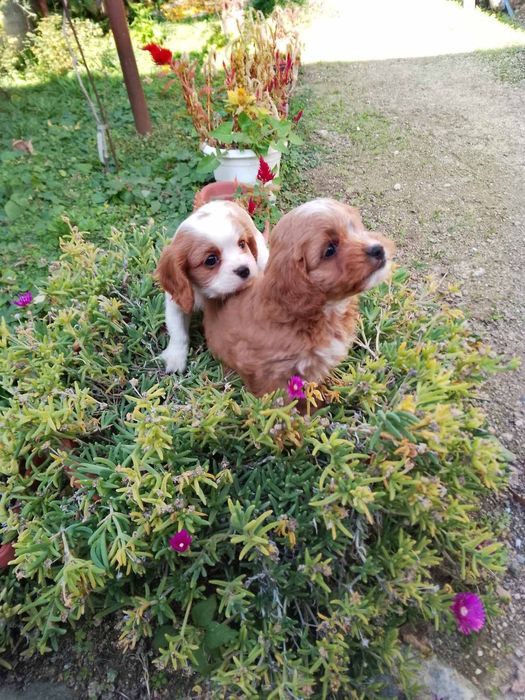 Кавапу и Кавалер Кинг Чарлз шпаньол