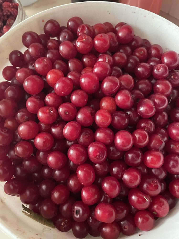 Продам вишню дачную