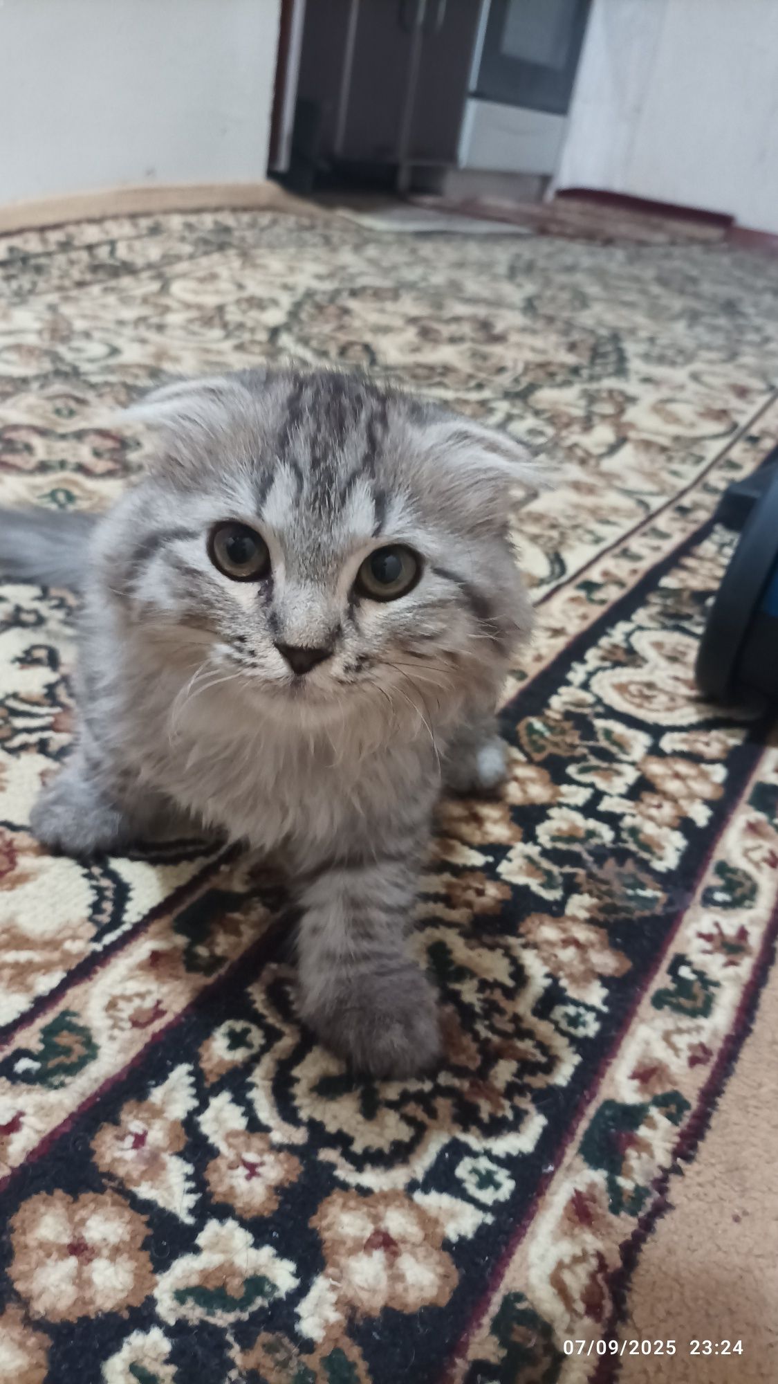 Кот Скотиш Фолд, Scottish Fold