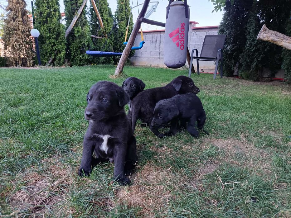 Подарявам кученце