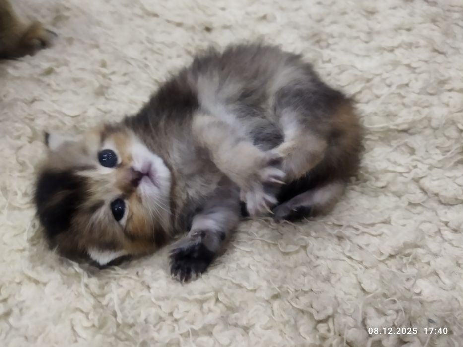 Готовяться к продаже котята золотая шиншилла