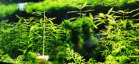 Plante easy de acvariu crescute fara co2