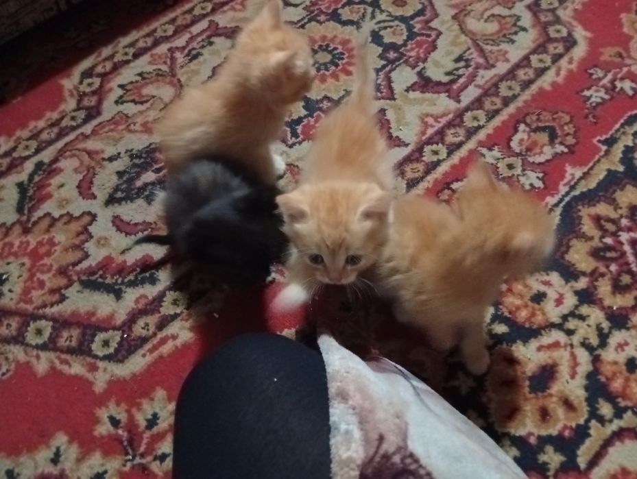 Отдам в добрые руки