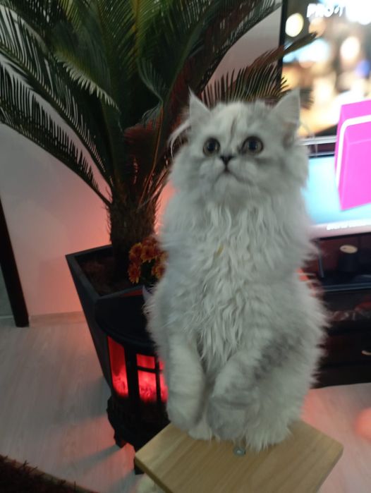 Pui pisica persana shinshilla silver