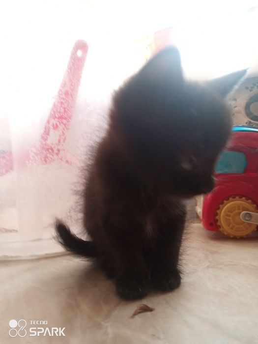 Черный котенок..