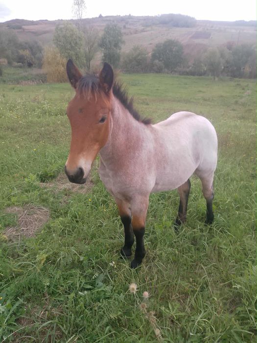 Vând Mânză de 5 luni