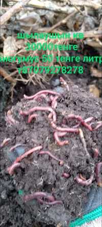Удобрения, биогумс вермикомпост червы