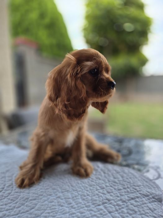Cavalier king charles ruby