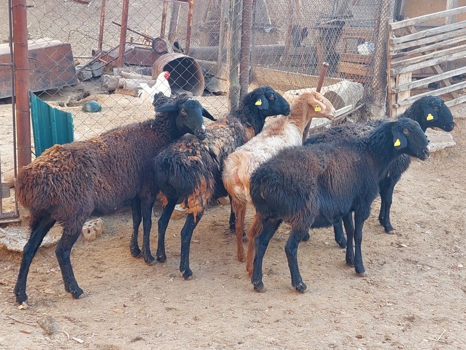 Семіз жем жеп тұрған бойдақ қойлар сатылады.  Сойып береміз