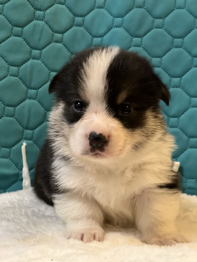 Mascul tricolor Welsh Corgi